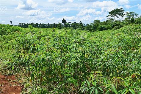 Cassava Plantation In The Bolaven Plateau Stock Image Image Of Food Field 260529431