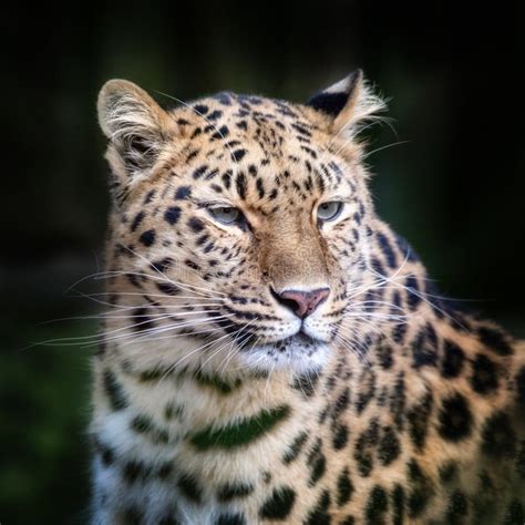 Amur Leopard Portrait Stock Image Image Of Foliage 144832663