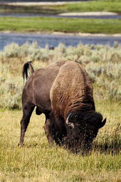 Bison in Yellowstone National Park | Smithsonian Photo Contest ...