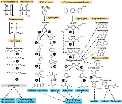 Pathways For Degradation Of Various Plastic Waste And Aromatic