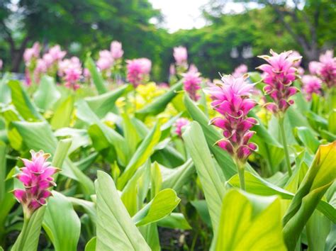 Nachahmen Beweisen Gesicht Nach Oben Curcuma Pflanze Kaufen Prise Gen Eisig