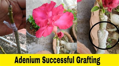 How To Graft Adenium V Grafting Of Rosy Adenium Youtube