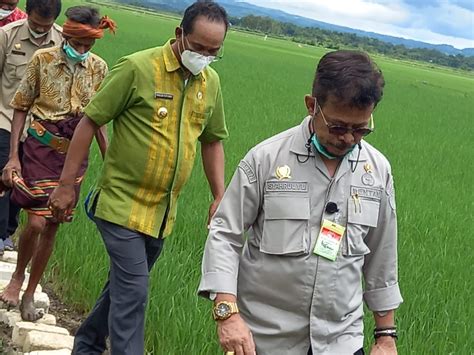 Menteri Pertanian Kembali Tinjau Lokasi Food Estate Sumba Tengah