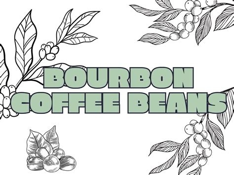 Bourbon Coffee Beans A Complete Guide To Coffee Varieties Curiosity