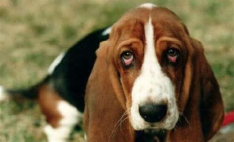 12 Interesting Facts About Basset Hounds You Probably Didnt Know Pet