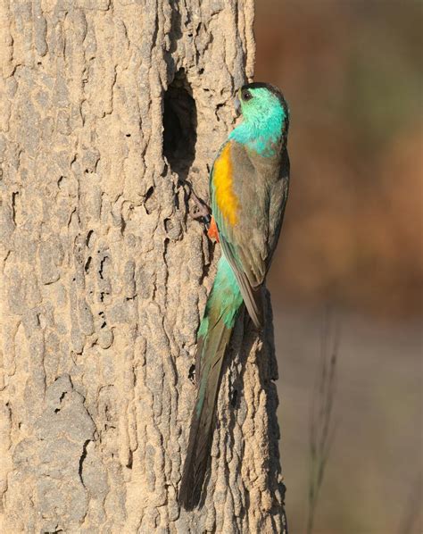 Find out what threatened plants and animals live in your electorate ...