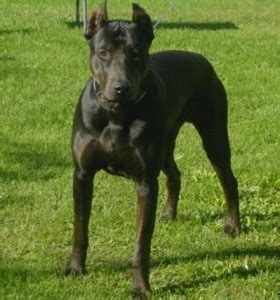 Canis Panther Info, Temperament, Puppies, Pictures