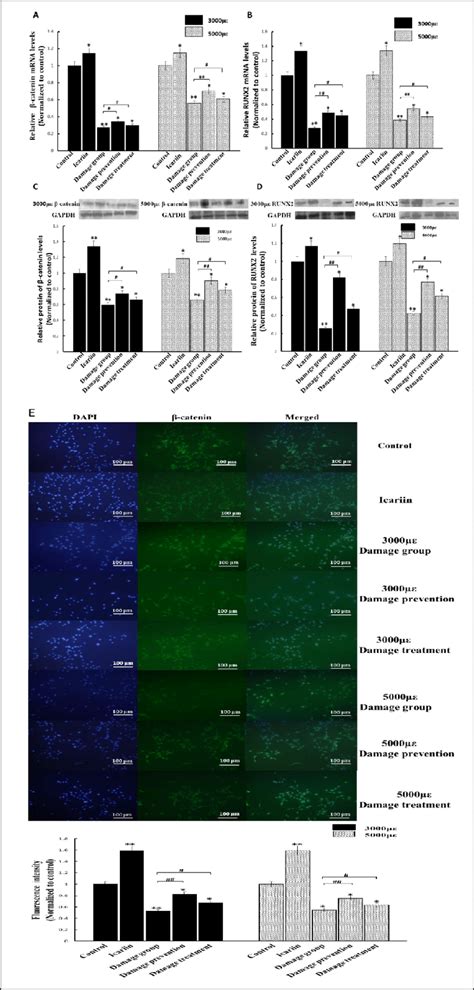 The effect of icariin on Wnt β catenin signalling in MC3T3 E1