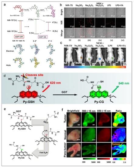 Molecules Free Full Text Fluorescent Organic Small Molecule Probes