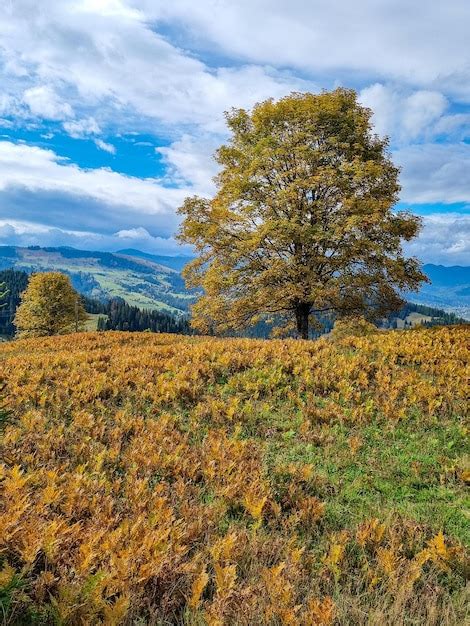 Premium Photo Lonely Autumn Tree On Carpathian Mountainside And