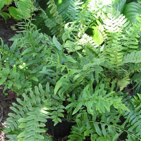 Polystichum acrostichoides - Midwest Groundcovers, LLC