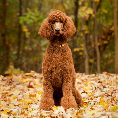 40 Best Medium Sized Dog Breeds for Families