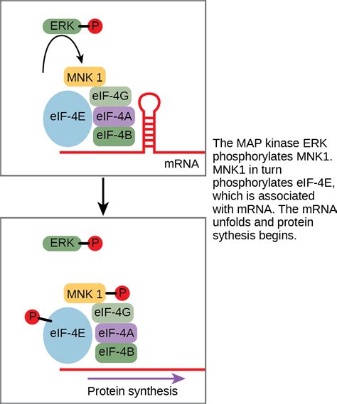 Response To The Signal OpenStax Biology 2e