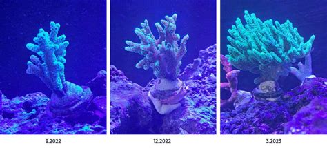 Coral Growth How Does It Work Reef Pedia