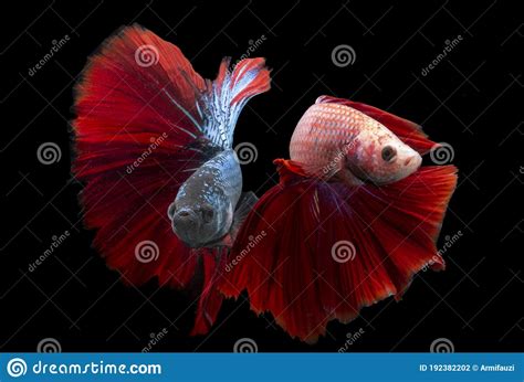 Dos Peces Rojos Siameses Foto De Archivo Imagen De Rojo 192382202