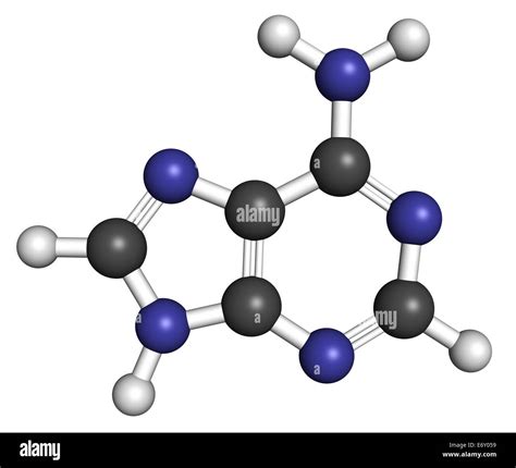 Adenine A Adenine Purine Nucleobase Molecule Base Present In DNA