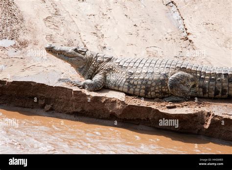 Horizontal Portrait Of Nile Crocodile Crocodylus Niloticus Resting In