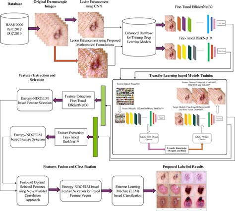 Proposed Deep Learning And Entropy‐ndoelm Architecture For Multiclass