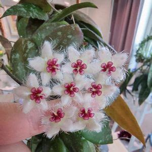 Hoya Caudata Sumatra Care And Growing Information