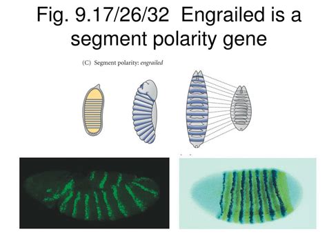 Ppt Bio Embryology Lecture Drosophila Body Plan Powerpoint