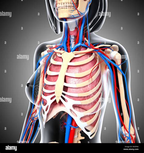 Chest Diagram Female