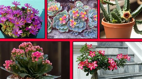 Conoce Los Tipos De Suculentas Con Flores