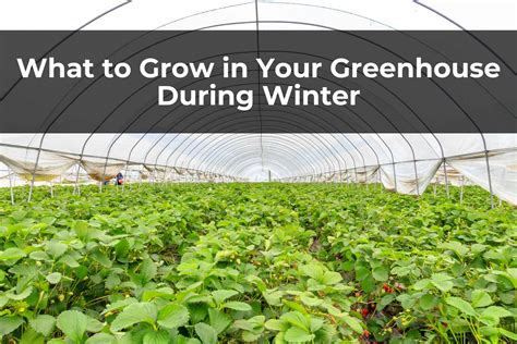 What To Grow In Your Greenhouse During Winter Real Men Sow