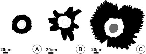 Types of trichomes in the studied species based on shield morphology ...