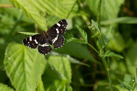 Mariposa Edelfalter Insecto Foto Gratis En Pixabay Pixabay