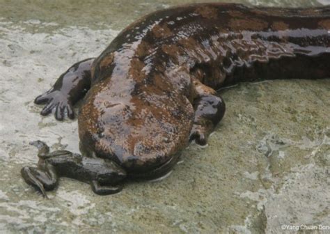 Chinese Giant Salamander | Andrias davidianus