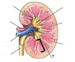 Excretory System Labeling Flashcards Quizlet