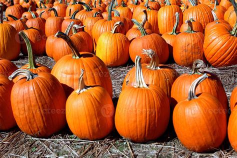 Pumpkin Patch 809413 Stock Photo at Vecteezy