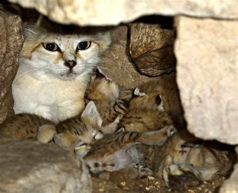 White Wolf : 4 Rare (and Adorable) Sand Cat Kittens Born in Israeli Zoo ...