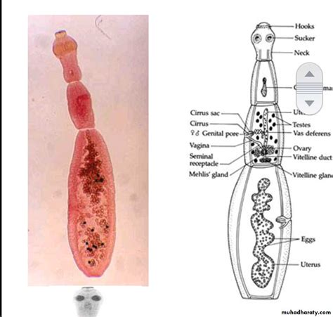 Cestodes Echinococcus granulosus pptx عملي Muhadharaty