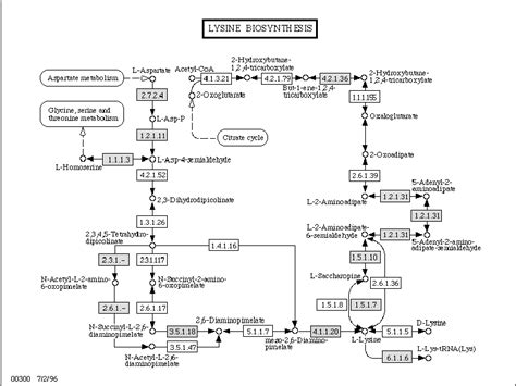 Methionine Biosynthesis Pathway Of Synechocystis Download Scientific