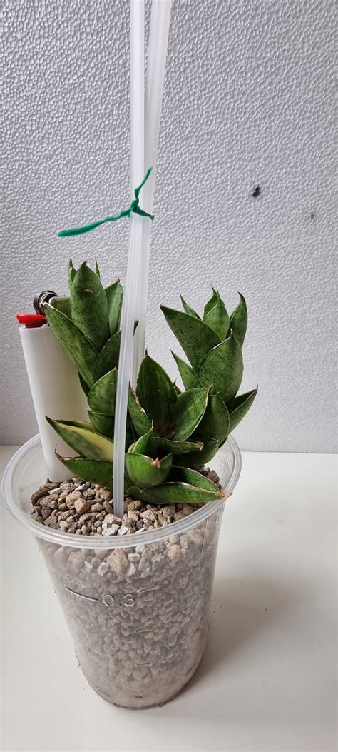 Sansewieria Sansevieria Pagoda Variegata Kolekcjonerska R Cena