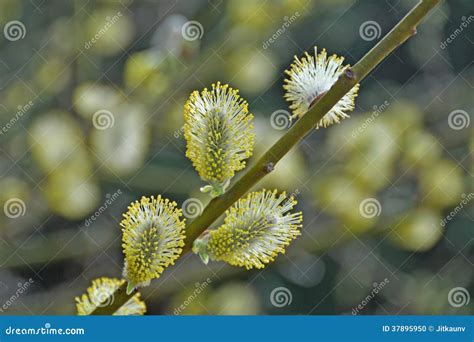 Salix Caprea Goat Willow Also Known As The Pussy Willow Or Great