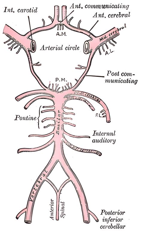 Arteria Communicans Anterior Acom Ars Neurochirurgica