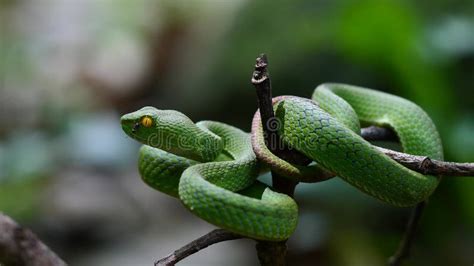 Large-eyed Green Pit Viper Snake in Thailand. Stock Video - Video of ...