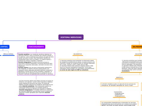 Sistema Nervioso Mindmap Voorbeeld