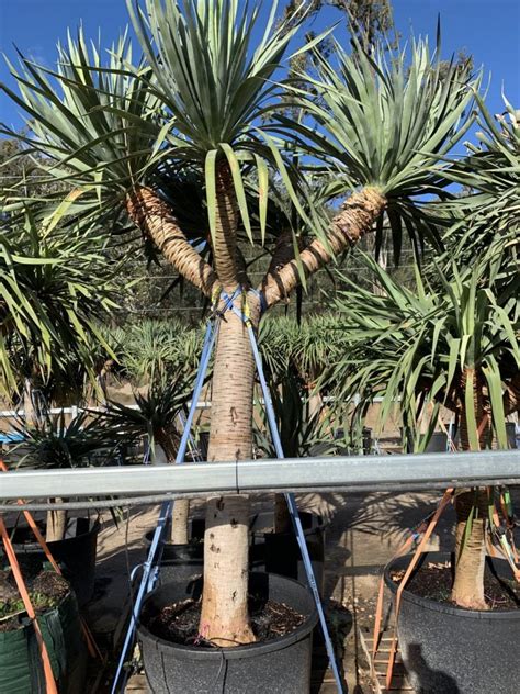 Dragon Tree Dracaena Draco Designer Trees Australia