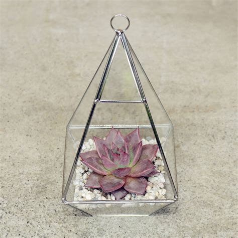 Pyramid Shaped Glass Vase Succulent Terrarium By Dingading Terrariums