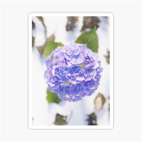 French Hydrangeas PLANT3D 00024 Sticker For Sale By Jcvangennip