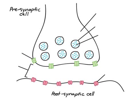 Synapse Diagram | Quizlet