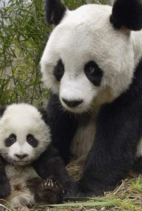 Nos Amis Les Animaux On X Panda Mouse Panda Bear Panda