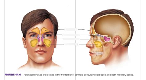 Sinuses Diagram Quizlet