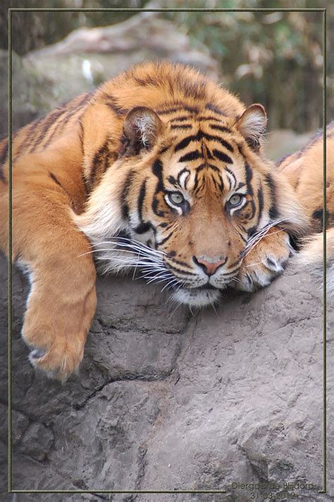 Rotterdam zoo | Tiger pictures, Big cats, Animals wild