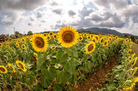 Italy Tuscany Maremma Castiglione Della Pescaia Sunflower Field