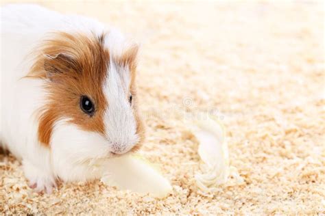 6587 guinea pig shoulder 库存图片 图片 包括有 背包 长毛 求知欲 特写镜头 117667491