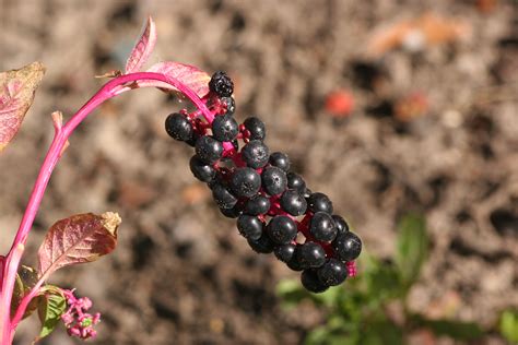 Pokeweed – Phytolacca americana - Plant & Pest Diagnostics